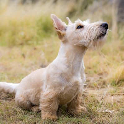west highland white terrier 宠物美容师在明亮工作台上为白色西高地白梗做手工拔毛，手指夹住毛尖顺向拔除